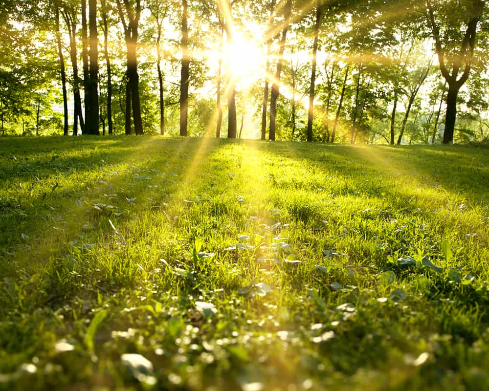 EMAS (er)leben / Clipdealer Das Bild zeigt eine Waldlichtung.