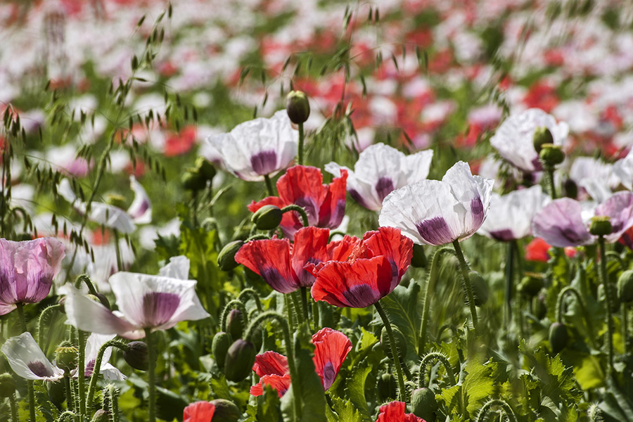 Rauschdrogen-Granatapfel-Magazin-09-2024-Barmherzige-Brueder / clipdealer Ein blühendes Mohnfeld.
