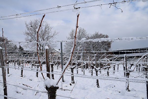 Ein schneebedeckter Weingarten der Barmherzigen Brüder in Eisenstadt. 