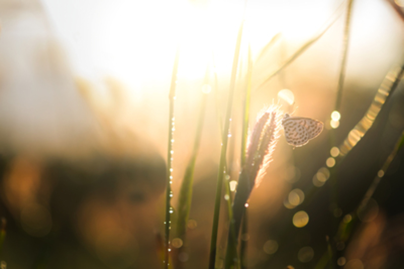 Sonnenlicht Grashalme / Freepik Vintage park outdoor and nature background. Butterfly and glass flower sunshine light in the morning. Bokeh of water.