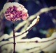 hydrangea flower of white snow-covered garden in cold winter