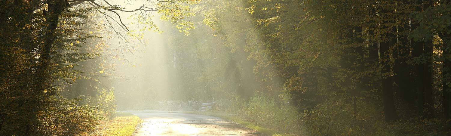 Das Bild zeigt einen Waldweg mit Sonnenstrahlen.