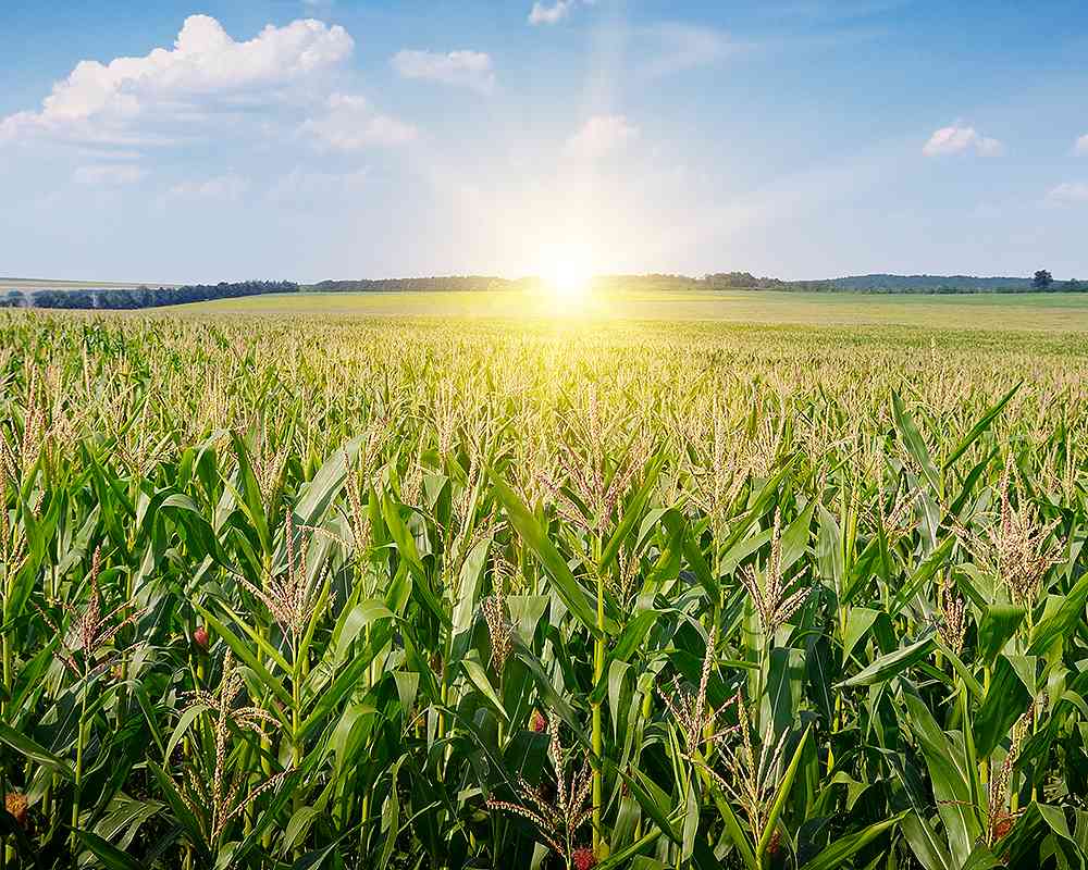 Das Bild zeigt Sonnenaufgang über einem Feld.