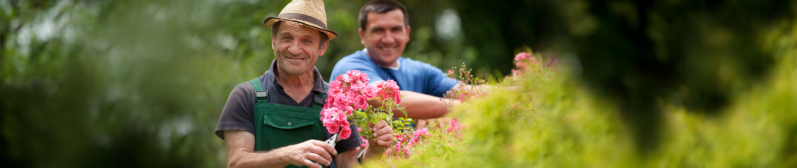 Das Bild zeigt Bewohner Ambros beim Rosenschneiden