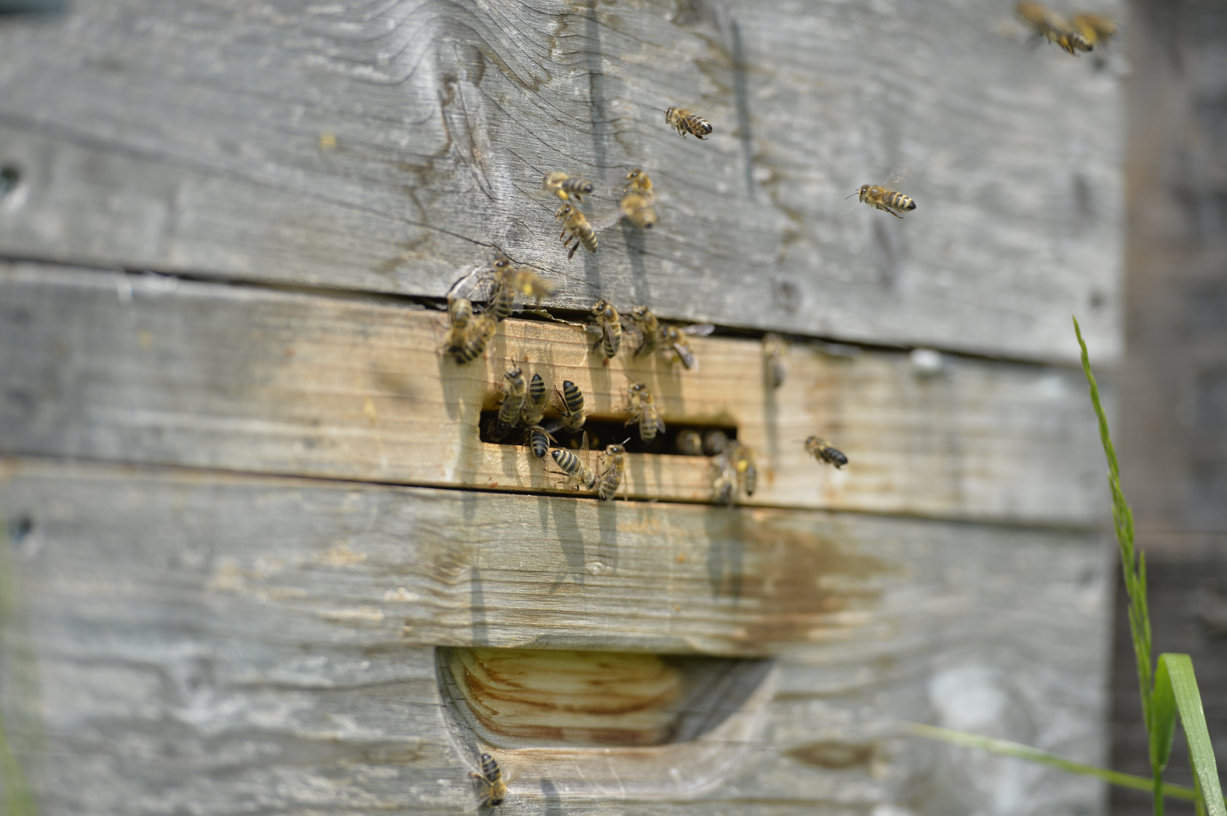 Bienen Klostergarten