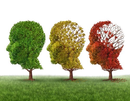 Memory Loss / freshidea - Fotolia Memory loss and brain aging due to dementia and alzheimer's disease as a medical icon of a group of color changing autumn fall trees shaped as a human head losing leaves as intelligence function on a white background.