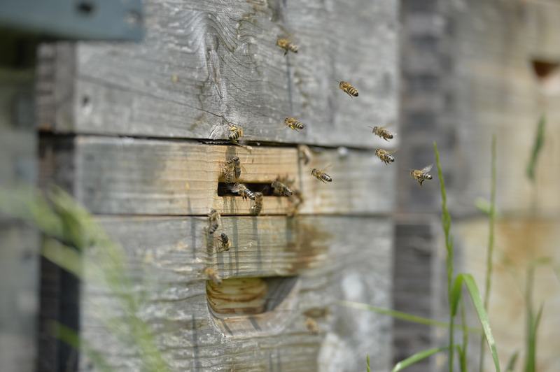 Horst Bernhard, HORST Bernhard STUDIOHORST