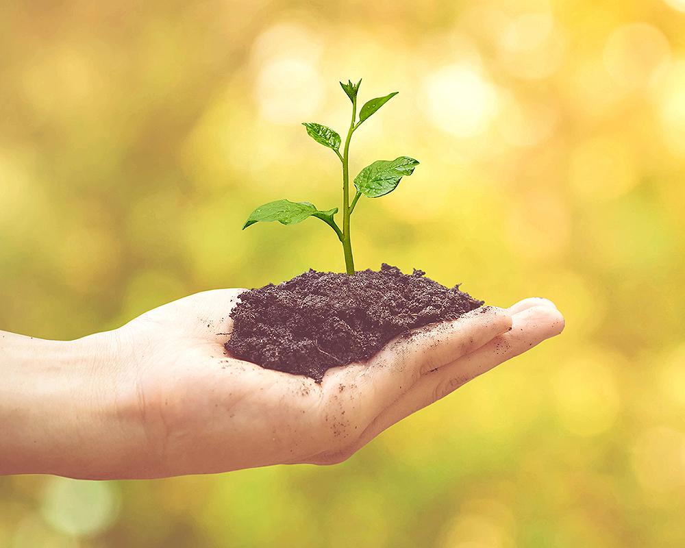 Das Bild zeigt eine geöffnete Hand, die eine Pflanze hält.