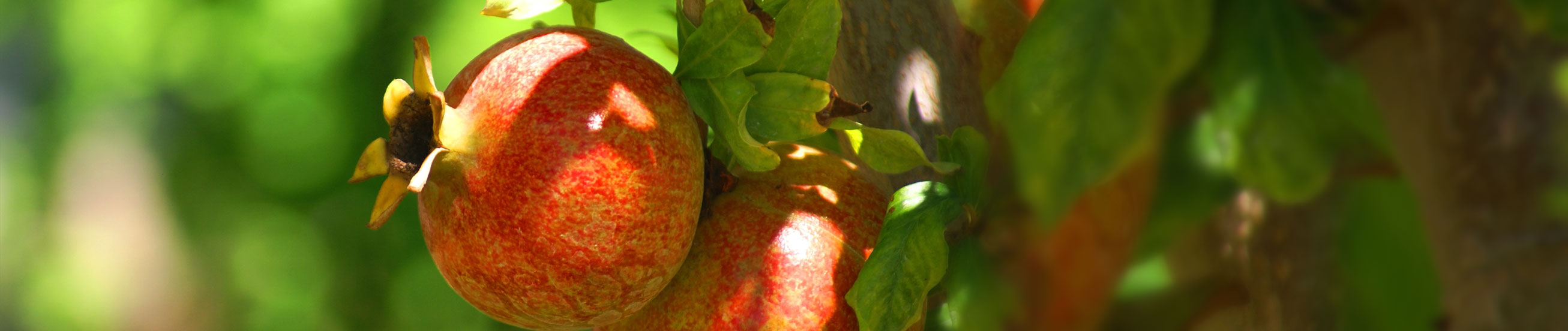 Das Bild zeigt Granatäpfel am Baum