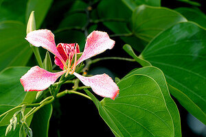 Link zum Artikel 'Wie treu sind deine Blätter