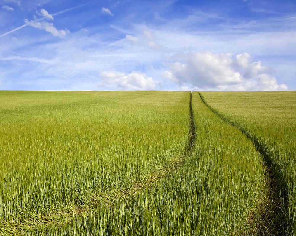 Das Bild zeigt ein Getreidefeld.