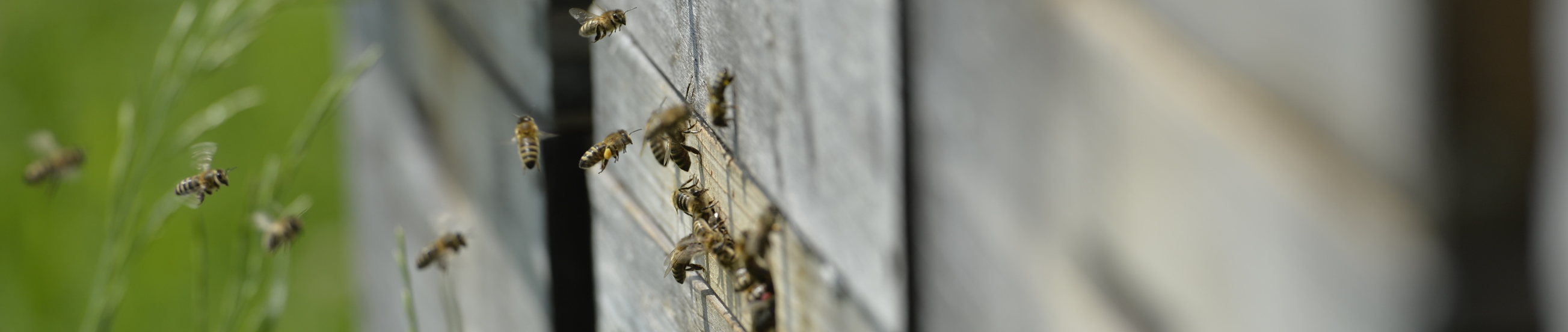 Bienen EKH