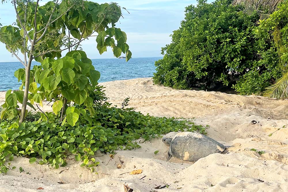Nach der Eiablage kehrt das Muttertier zurück ins Meer.