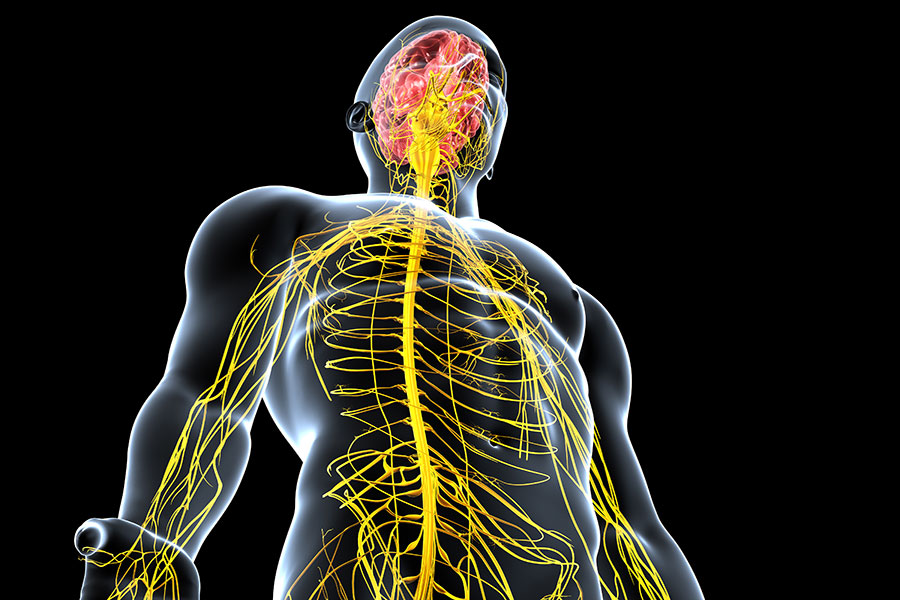 Das Bild zeigt einen gläsernen Körper, in dem die Nervenstränge gelb hervorgehoben sind.