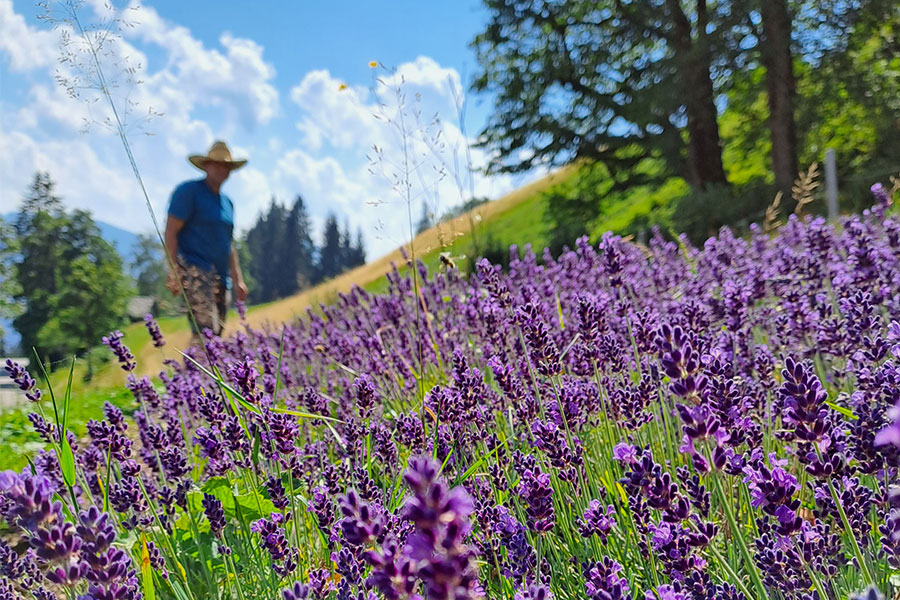 Das Bild zeigt ein Lavendelfeld im Salzburger Pongau.