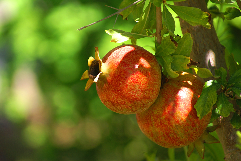 The pomegranate grows on a tree