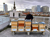 Das Bild zeigt Pater Provinzial Saji Mullankuzhy mit Bienenstöcken auf dem Dach des Wiener Krankenhauses.