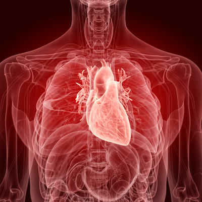 Symbolbild Gefäßchirurgie - Körper, Herz