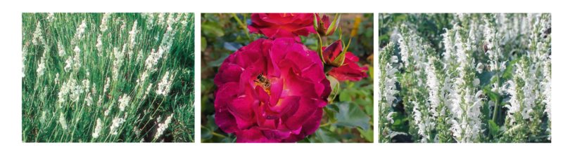 Weißer Salbei, Weißer Lavendel und Rose: Ile de Fleurs / Fotocredit: Rosen von Schultheis und Stauden Hofer Weißer Salbei, Weißer Lavendel und Rose: Ile de Fleurs