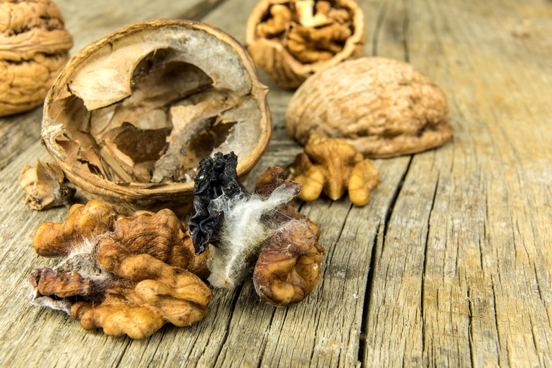 Moldy walnut on wooden table. Unhealthy food. Food mold. Poisonous mold. Storage of nuts. / Martin Sandera 2020, Martin Sandera Moldy walnut on wooden table. Unhealthy food. Food mold. Poisonous mold. Storage of nuts.