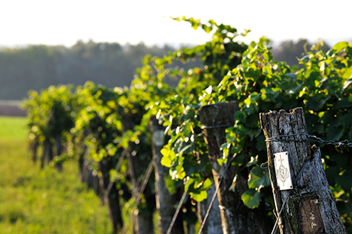 Rieden des Klosterkellers. 