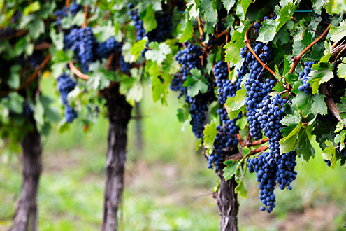 In einem Weingarten des Klosterkellers. 